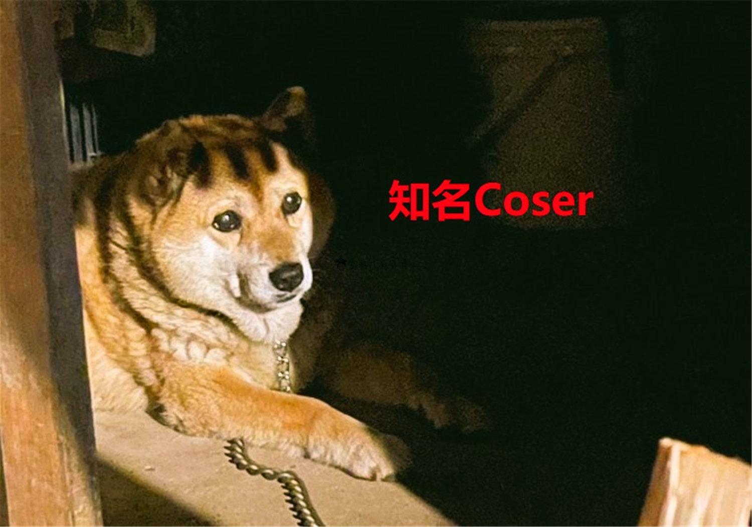 猪狗同行王中王，猜一肖——揭秘背后的神秘故事与SEO奥秘，揭秘猪狗同行王中王背后的故事与SEO奥秘，猜一神秘生肖